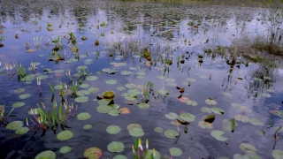 Hurricane Stock Video, Aquatic, Water, Lake, Pond, Reflection