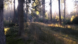 Insomnia Stock Video, Tree, Forest, Autumn, Trees, Landscape