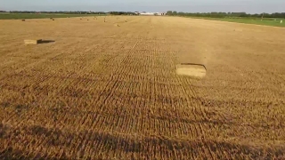 Interview Stock Video, Wheat, Cereal, Field, Rural, Landscape