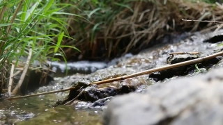 Intro Video Without Copyright, Water Snake, Snake, Reptile, Water, River