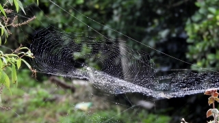 Istock Footage, Spider Web, Web, Trap, Cobweb, Spider