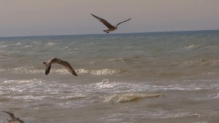 Istock Videos, Albatross, Bird, Seabird, Aquatic Bird, Flying