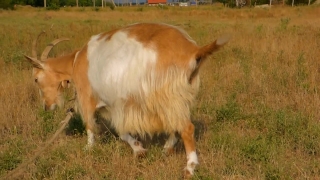 Landscape Stock Footage, Cow, Livestock, Cattle, Beef, Farm
