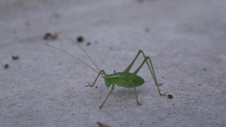 License Footage, Cricket, Insect, Arthropod, Grasshopper, Invertebrate