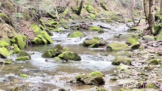 Lifestyle Stock Footage, River, Water, Stream, Landscape, Forest