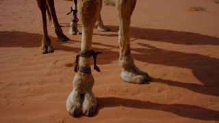 Light Stock Video, Camel, Sand, Wild, Desert, Domestic Cat