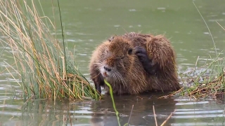 Light Video Background, Beaver, Rodent, Mammal, Fur, Wildlife