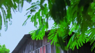 Live Video Background, Parsley, Plant, Leaf, Leaves, Tree