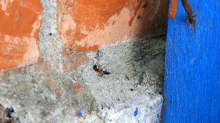 Looping Video, Ant, Insect, Arthropod, Wall, Old