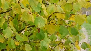 Maple, Tree, Plant, Leaves, Woody Plant, Leaf