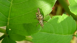Melbourne Stock Footage, Insect, Arthropod, Beetle, Grasshopper, Leaf