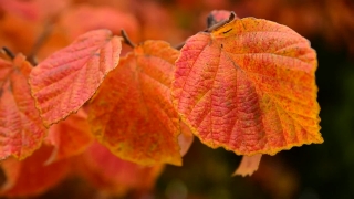 Milk Stock Footage, Ornamental, Autumn, Maple, Leaves, Fall