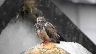 Money Stock Video, Dove, Bird, Ruddy Turnstone, Wildlife, Sparrow