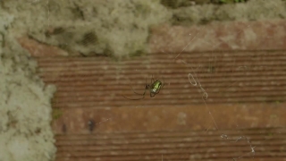 Motion Background Video Loops Download, Insect, Arthropod, Invertebrate, Arachnid, Spider