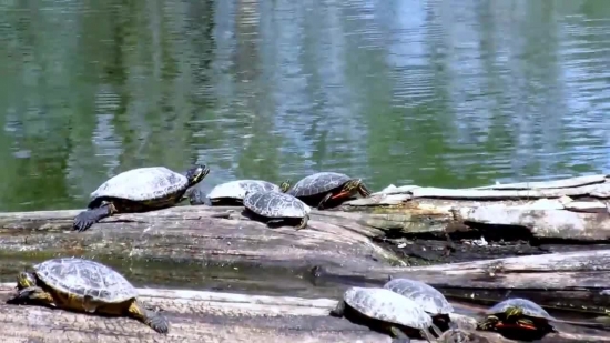 Motion Backgrounds For, Terrapin, Turtle, Water, Reptile, Lake