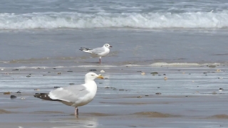 Motion Backgrounds For Worship, Gull, Coastal Diving Bird, Seabird, Bird, Sea