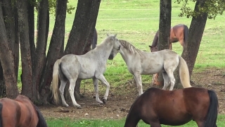 Motion Graphics Backgrounds, Horse, Colt, Foal, Equine, Horses