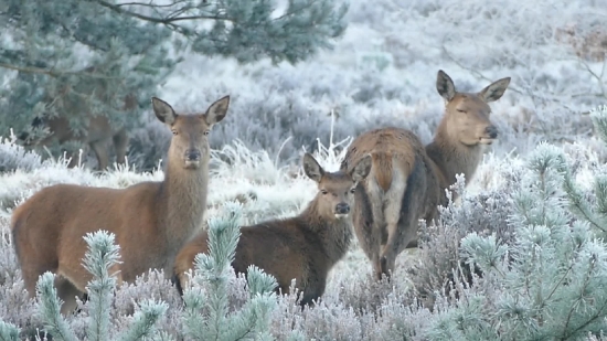 Motion Graphics, Buck, Placental, Mammal, Deer, Wildlife