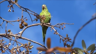 Motion Video Background Loops, Bird, Warbler, Tree, Bee Eater, Branch