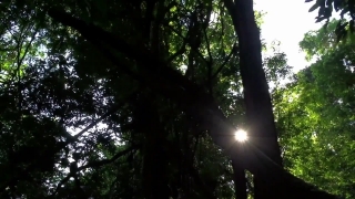 Mountain Stock Video, Tree, Woody Plant, Forest, Vascular Plant, Plant
