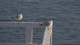 Mountain Video Clips Download, Gull, Coastal Diving Bird, Seabird, Bird, Sea
