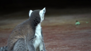 Movement Background, Lemur, Primate, Mammal, Fur, Cat