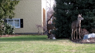 Movie Backgrounds, Equine, Ass, Grass, Horse, Deer