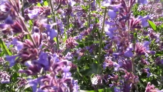 Movie Clips No Copyright, Herb, Vascular Plant, Plant, Flower, Lavender