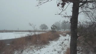 Movie Clips No Copyright, Snow, Winter, Tree, Landscape, Weather