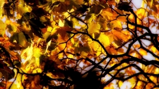 Moving Background, Maple, Autumn, Tree, Fall, Leaves