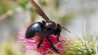 Multimedia Animation, Bee, Insect, Arthropod, Flower, Invertebrate
