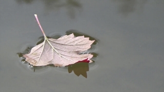 Multimedia Background, Maple, Autumn, Leaf, Fall, Leaves