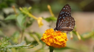 Music Stock Video, Butterfly, Wayfaring Tree, Insect, Monarch, Plant