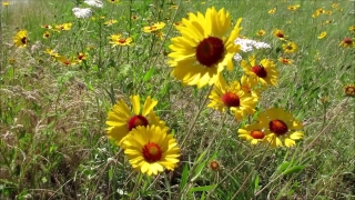 Music Studio Background Video, Sunflower, Flower, Plant, Daisy, Herb