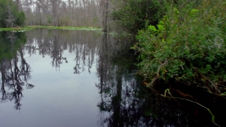 Music Video Backgrounds, Swamp, Forest, Land, Tree, Wetland