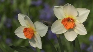 Narcissus, Bulbous Plant, Vascular Plant, Plant, Flower, Flowers