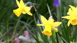 Narcissus, Bulbous Plant, Vascular Plant, Plant, Flower, Spring