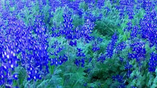 Nature Stock Footage, Herb, Vascular Plant, Plant, Lavender, Flower