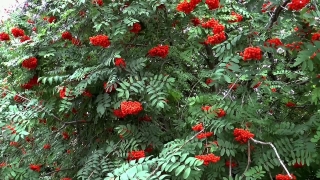 Nature Video Clip Download, Woody Plant, Shrub, Tree, Vascular Plant, Plant