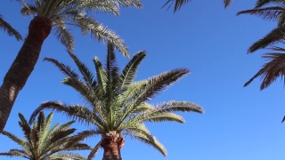 New Stock Video, Coconut, Palm, Tree, Sky, Tropical