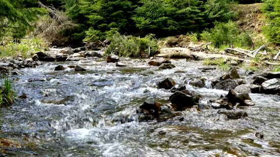 News Background Video, Forest, River, Water, Landscape, Channel