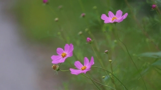 No Copyright 4k Video, Herb, Plant, Flower, Pink, Vascular Plant