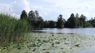 No Copyright 4k Video, Swamp, Wetland, Land, Forest, Lake