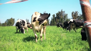 No Copyright Background For Youtube, Cow, Cattle, Farm, Dairy, Ranch