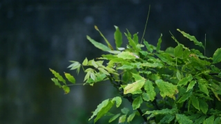 No Copyright Background Video, Parsley, Plant, Herb, Leaves, Tree