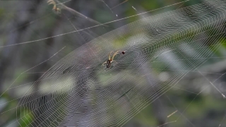 No Copyright Background Video, Spider Web, Web, Trap, Spider, Cobweb