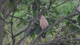 No Copyright Film Footage, Dove, Bird, Tree, Branch, Wildlife