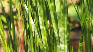 No Copyright Hd Video Clips, Wheat, Grass, Plant, Field, Growth