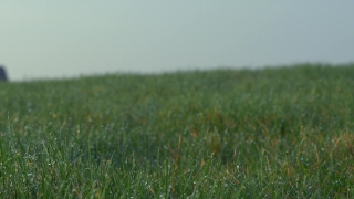 No Copyright Intro Video Download, Field, Grass, Wheat, Meadow, Lawn