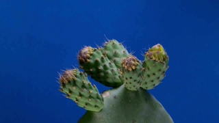 No Copyright Movie Clips For Youtube, Prickly Pear, Cactus, Edible Fruit, Fruit, Plant